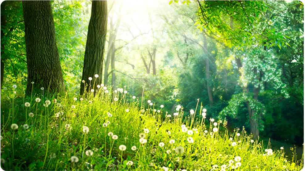 Wald